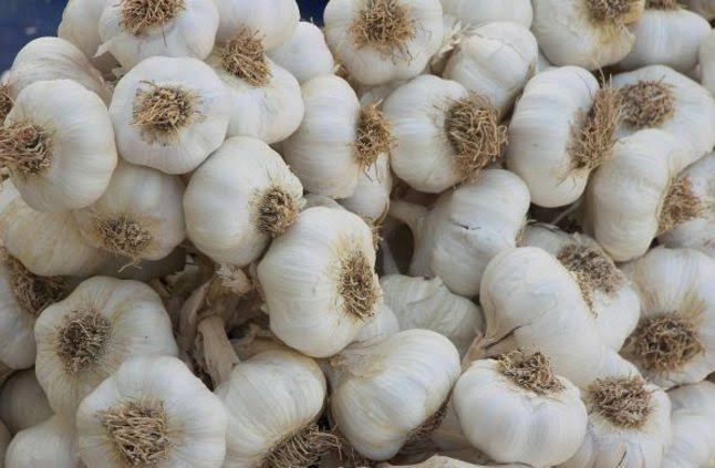 Garlic