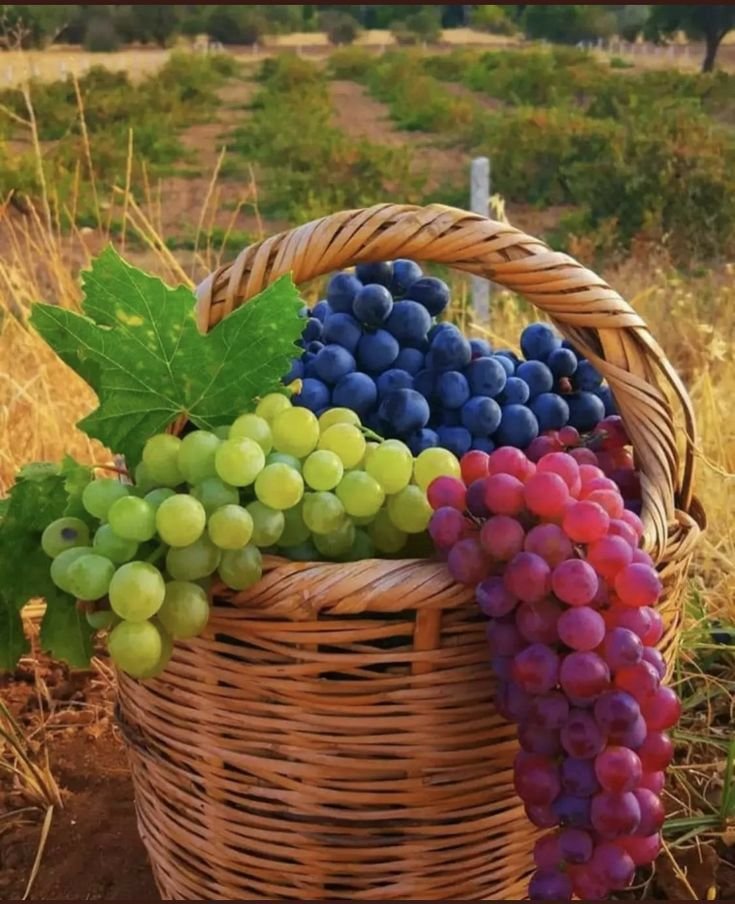 Grapes