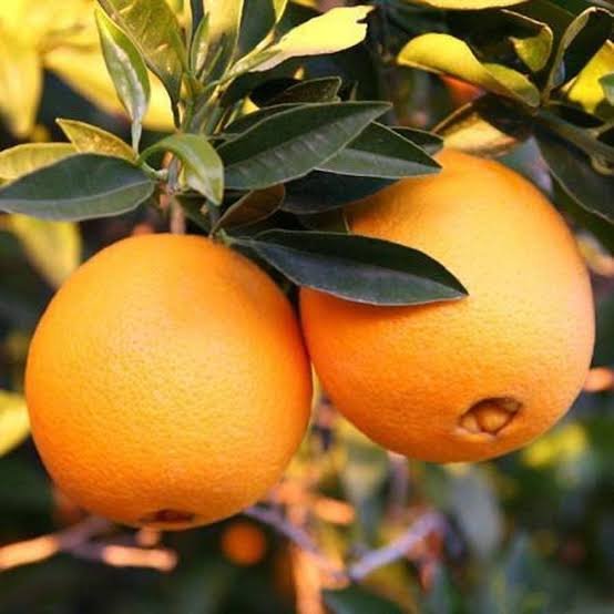 Navel Oranges